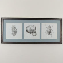 Load image into Gallery viewer, Magnus Gjoen Print Magnus Gjoen | Art Therapy Framed Set of 3 Prints, Skull, Beetle, Grenade